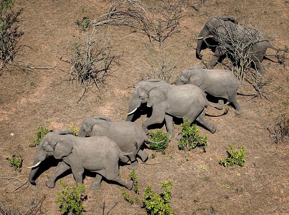 Herd of elephants photographed from the air